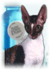 Cornish Rex