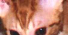 Close-Up showing the classic M pattern on the tabby forehead